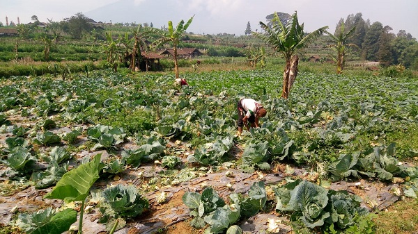 MUSIM KEMARAU, PETANI SAYURAN DI KABUPATEN MAGELANG MERUGI - Pemerintah  Provinsi Jawa Tengah