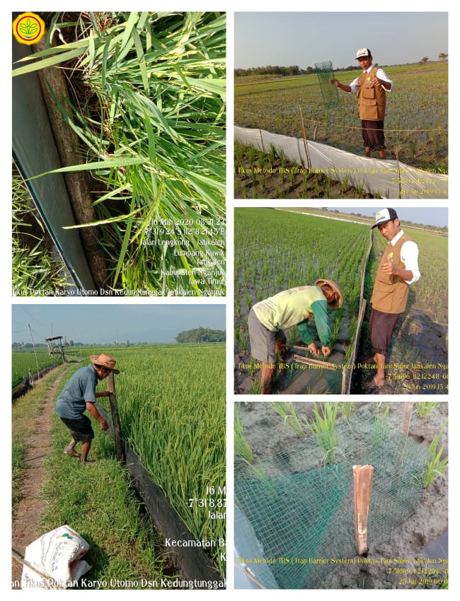 Cara Reproduksi Tanaman Padi Secara Umum