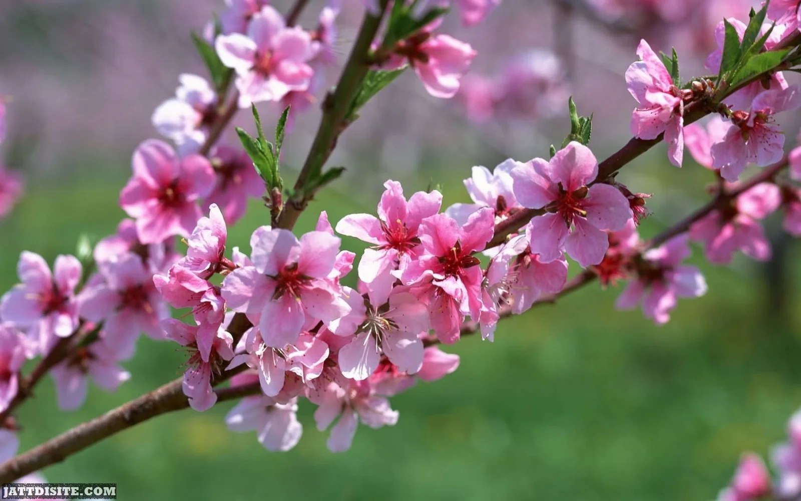 Flower Branch Beautiful During Spring Season