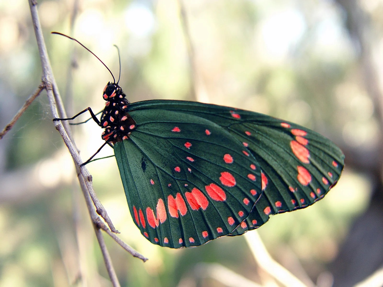 Butterfly Pictures, Images