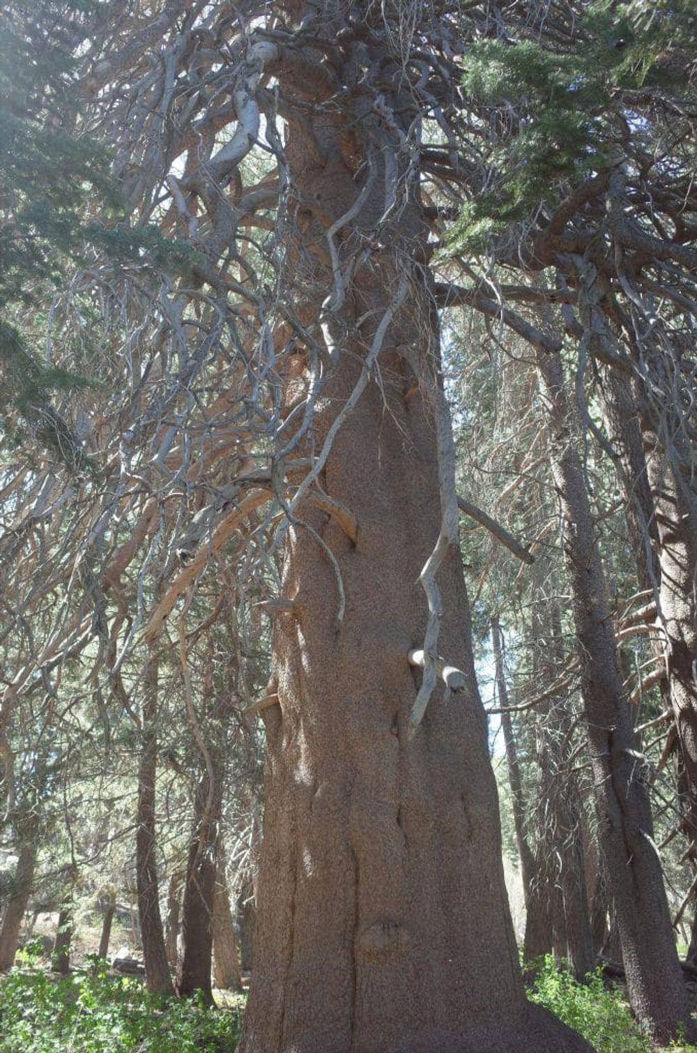 Hiking in Big Bear, CA
