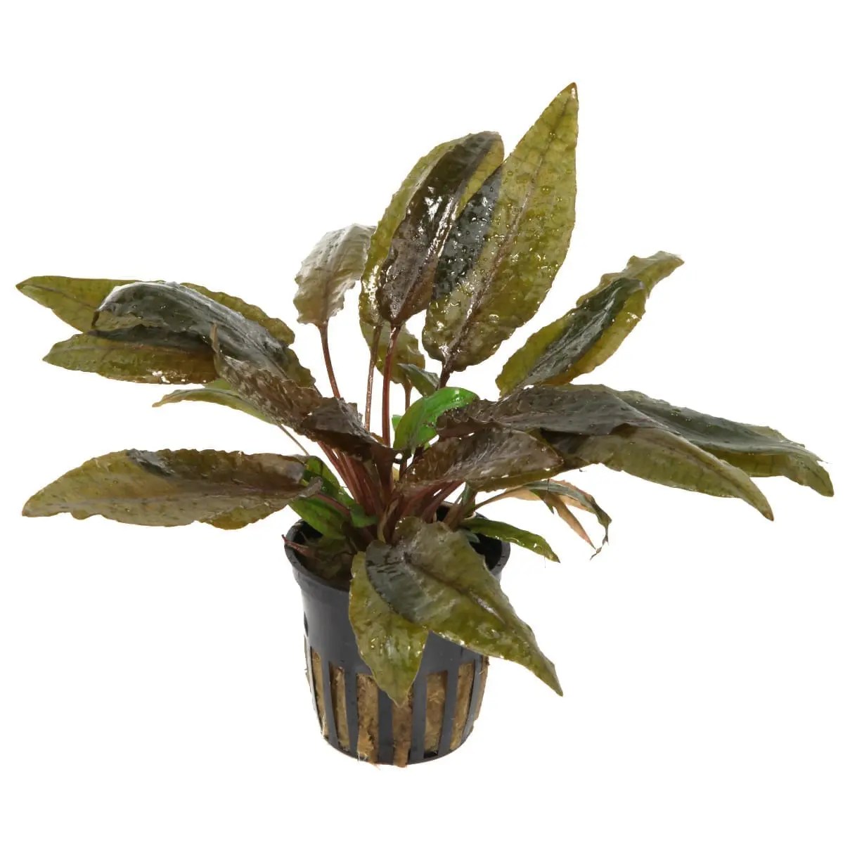 Cryptocoryne Wendtii 'Tropica' Online Aquarium plants UK Aquatic