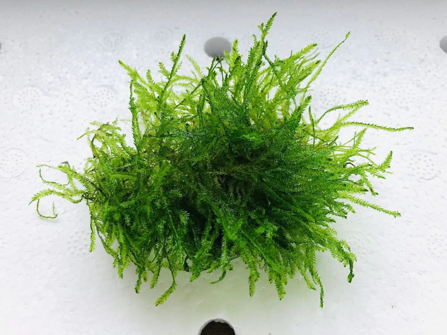 Java Moss Online Aquarium plants UK Aquatic Plants