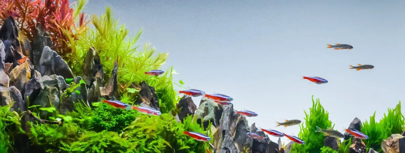 Aquarium Plants Online UK Aquatic Plants UK & Ireland