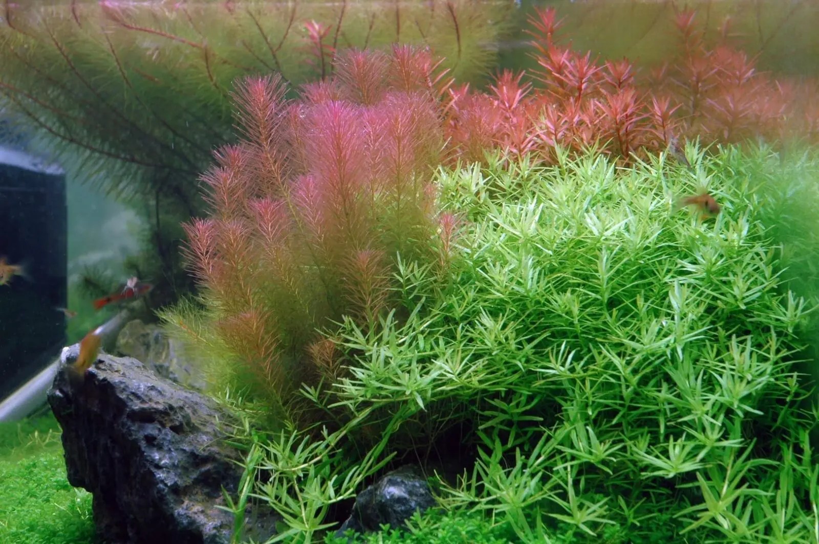 Rotala Wallichii ( 12Grow ) Online Aquarium plants UK Aquatic