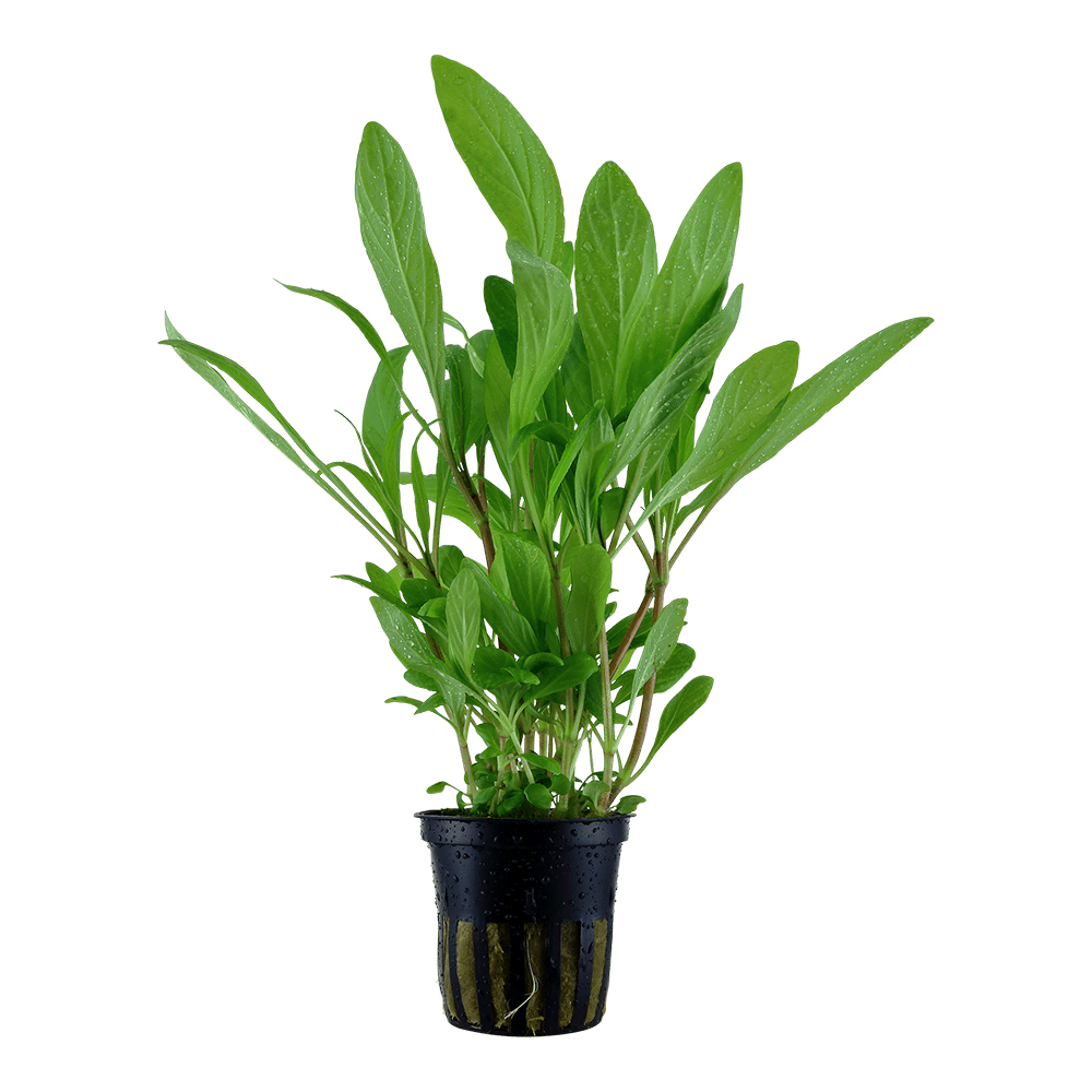 Hygrophila Costata Online Aquarium plants UK Aquatic Plants