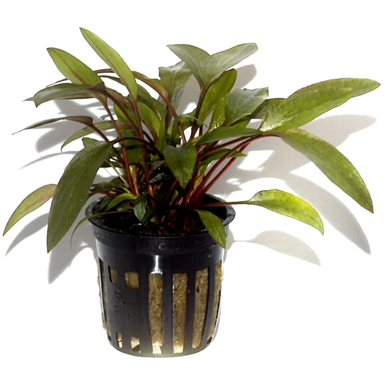 Cryptocoryne Beckettii 'Petchii' Online Aquarium plants UK Aquatic Plants