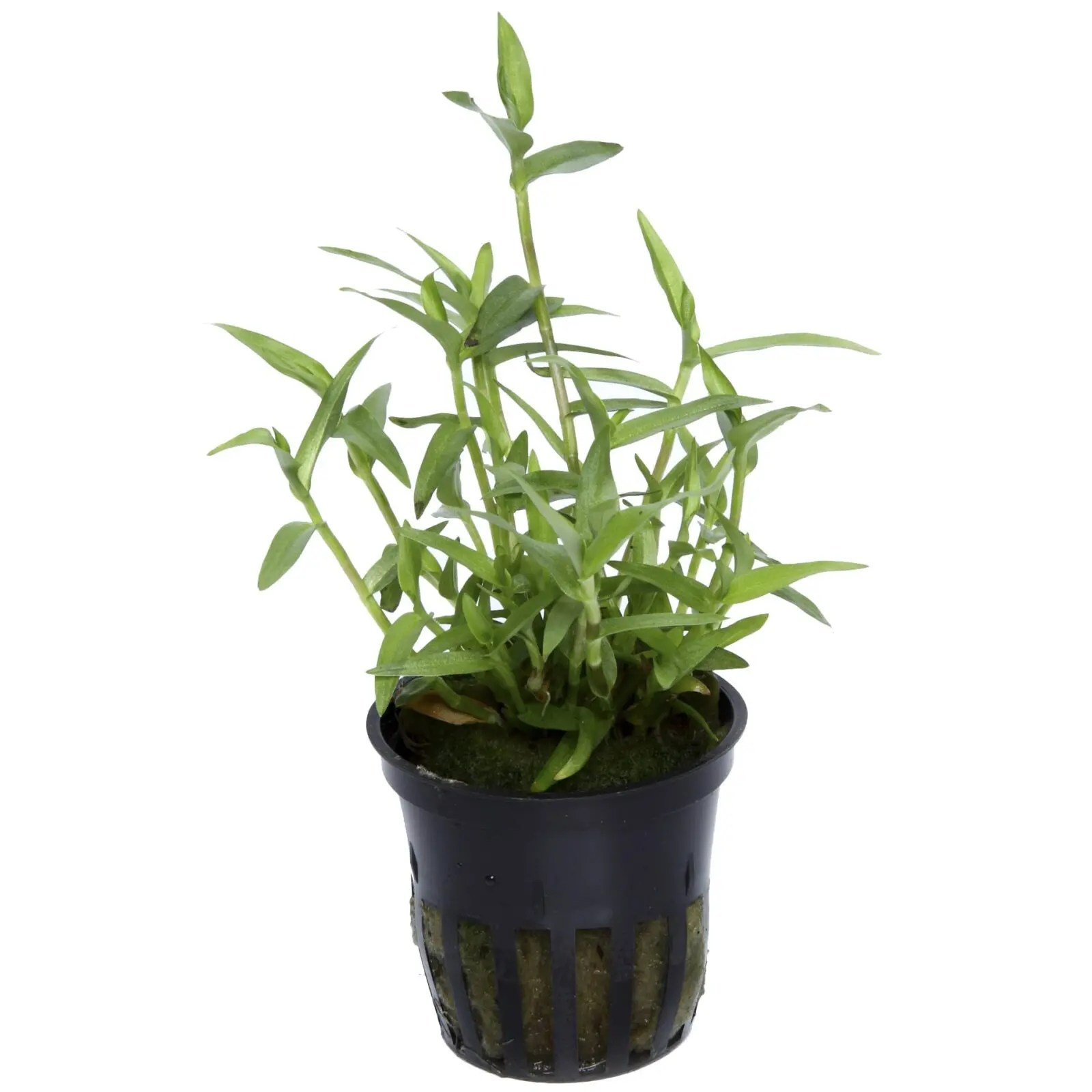 Murdannia Keisak. Online Aquarium plants UK Aquatic Plants