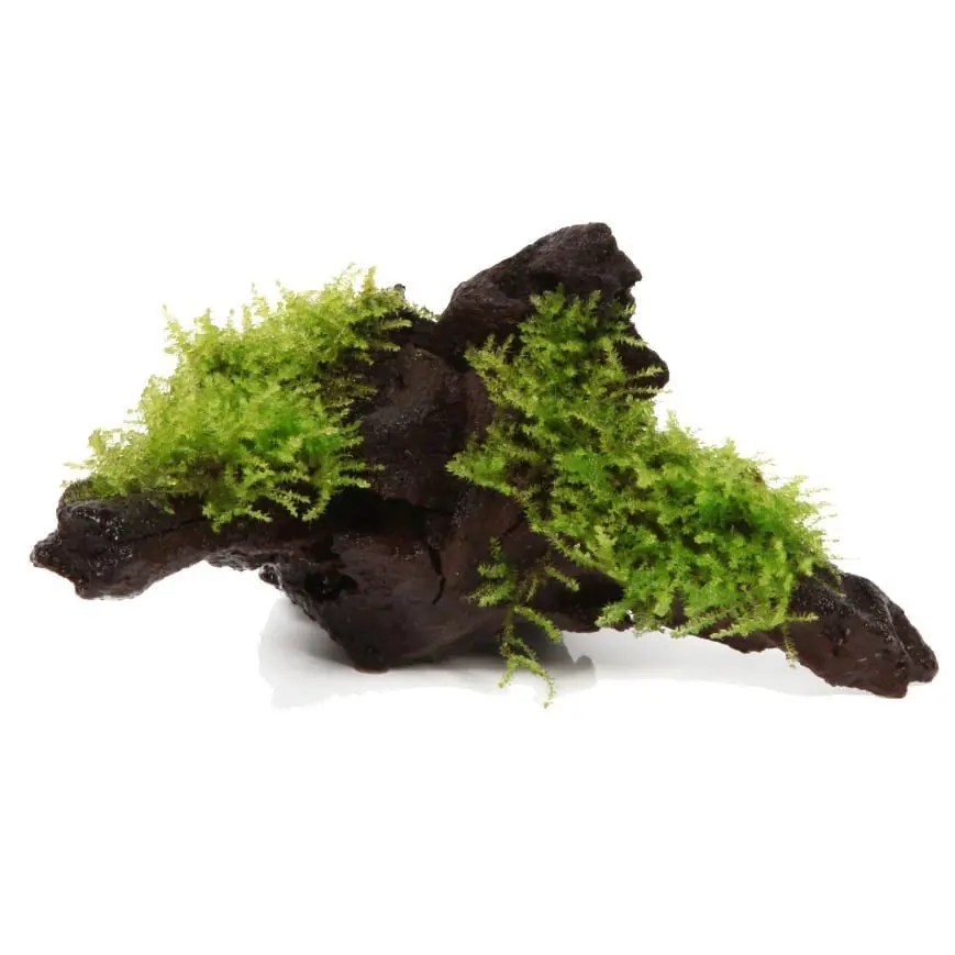 Aquarium Plants Online UK Aquatic Plants UK & Ireland