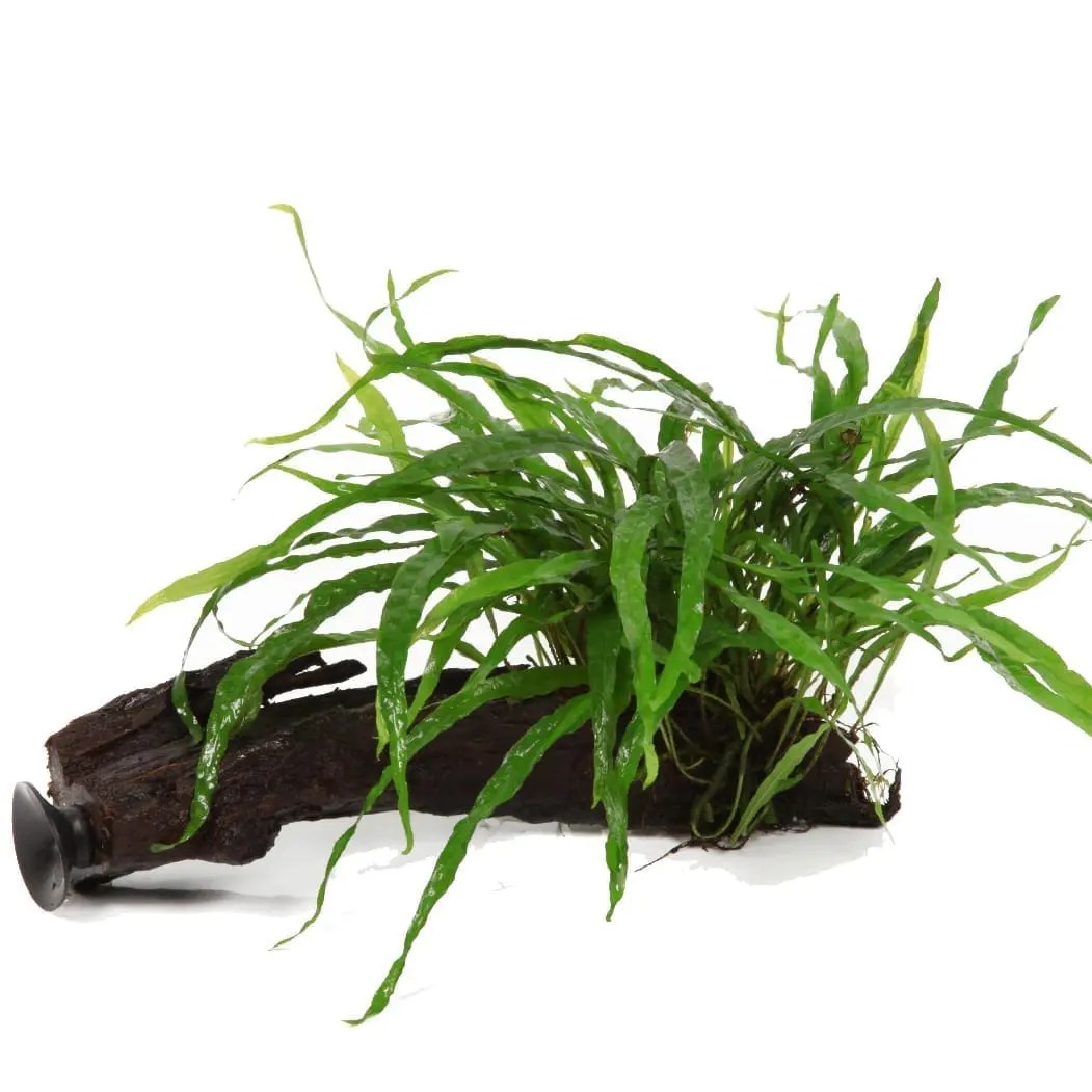 Aquarium Plants on driftwood Online Uk & Ireland Plants on Wood
