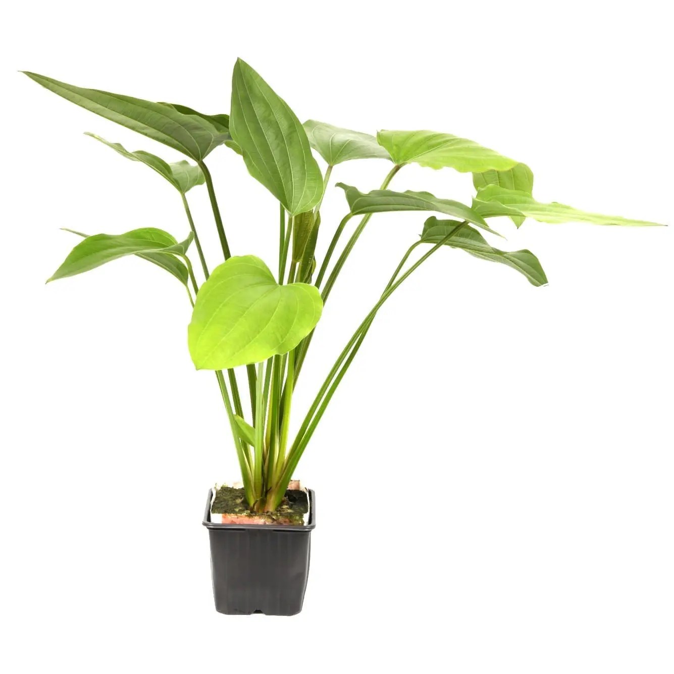 Echinodorus Palaefolius XL Online Aquarium plants UK Aquatic Plants