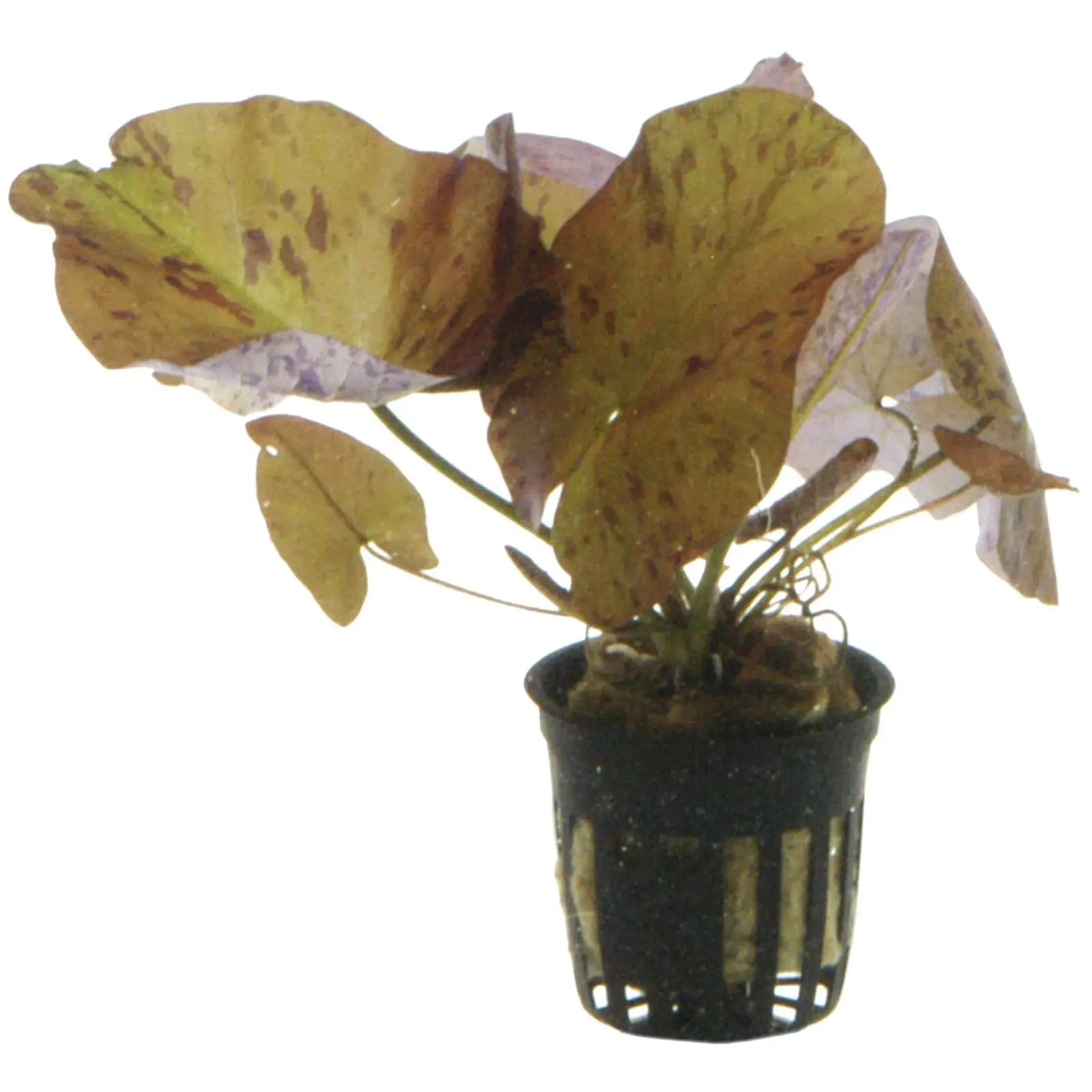 Aquarium Plants Online UK Aquatic Plants UK & Ireland