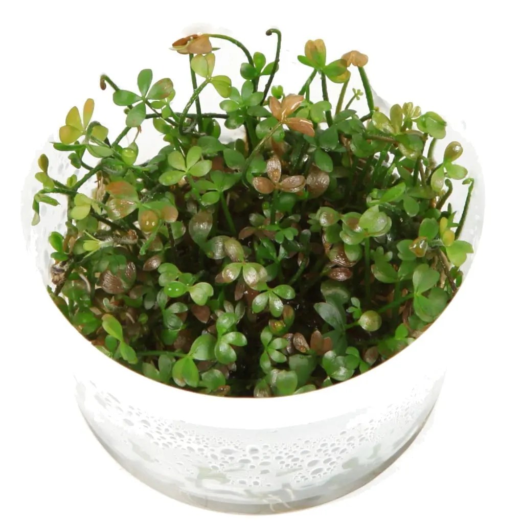 Marsilea Hirsuta ( 12Grow ) Online Aquarium plants UK Aquatic