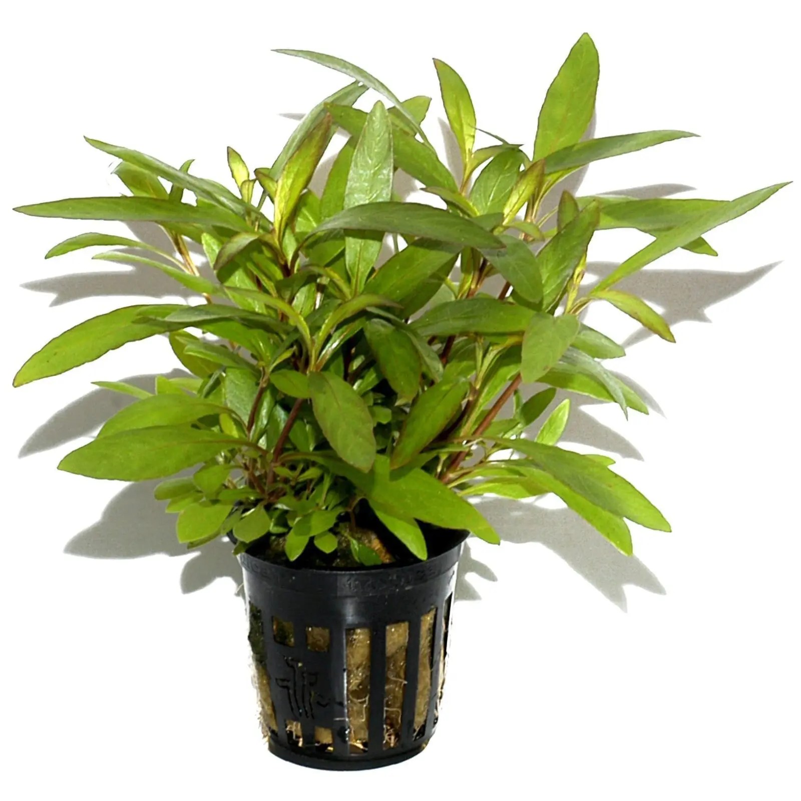 Hygrophila 'Siamensis 53B' Online Aquarium plants UK