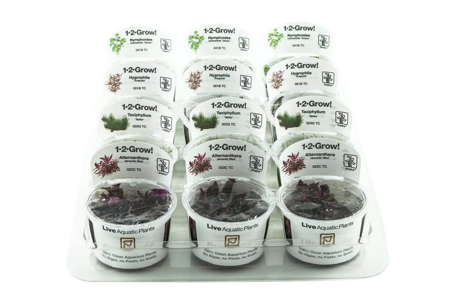 12Grow Tissue Culture Plants Mix Box ( 6 Tubs ) Online Aquarium