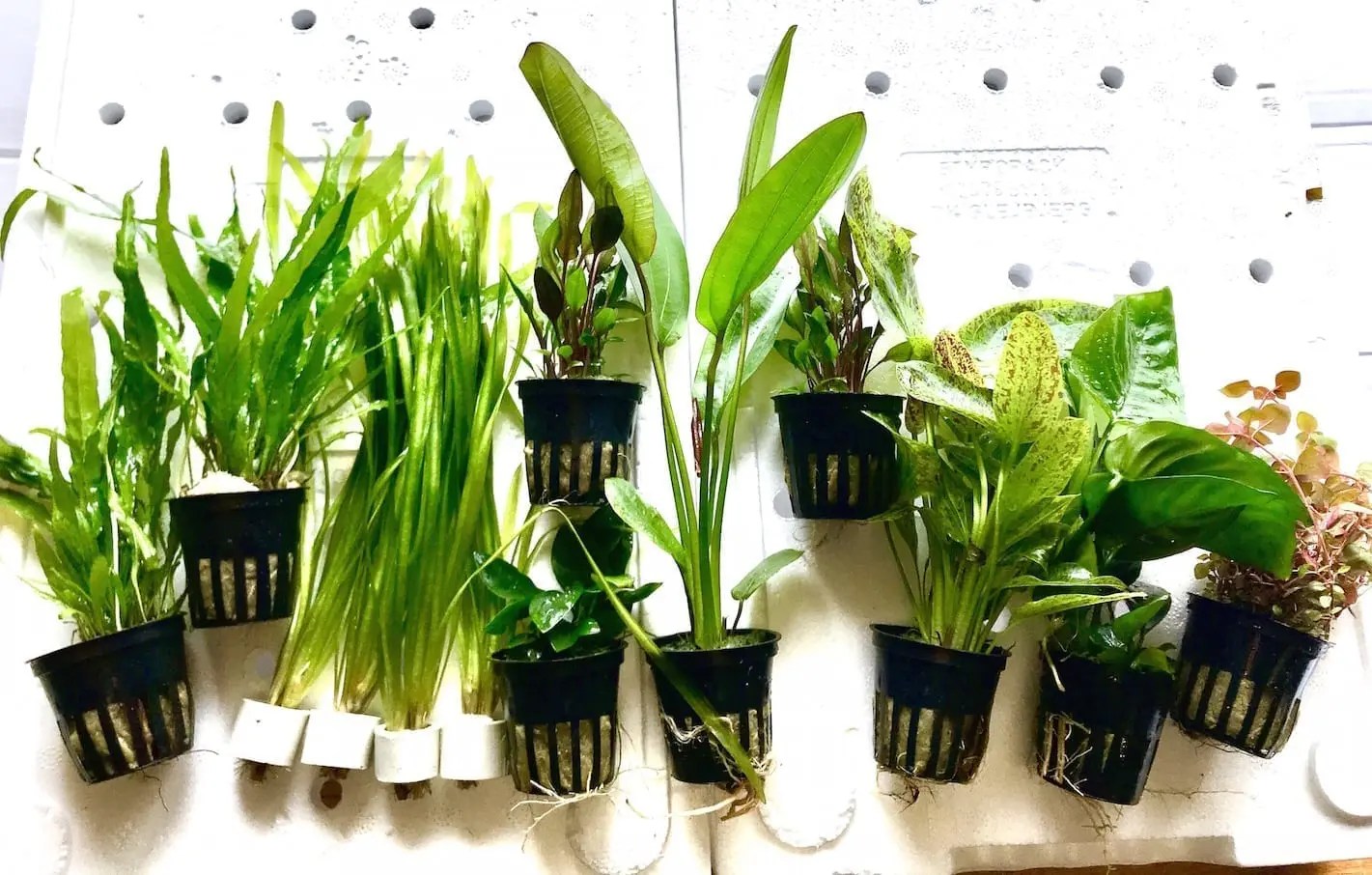 Premium Discus Collection for a 36" aquarium Online Aquarium plants