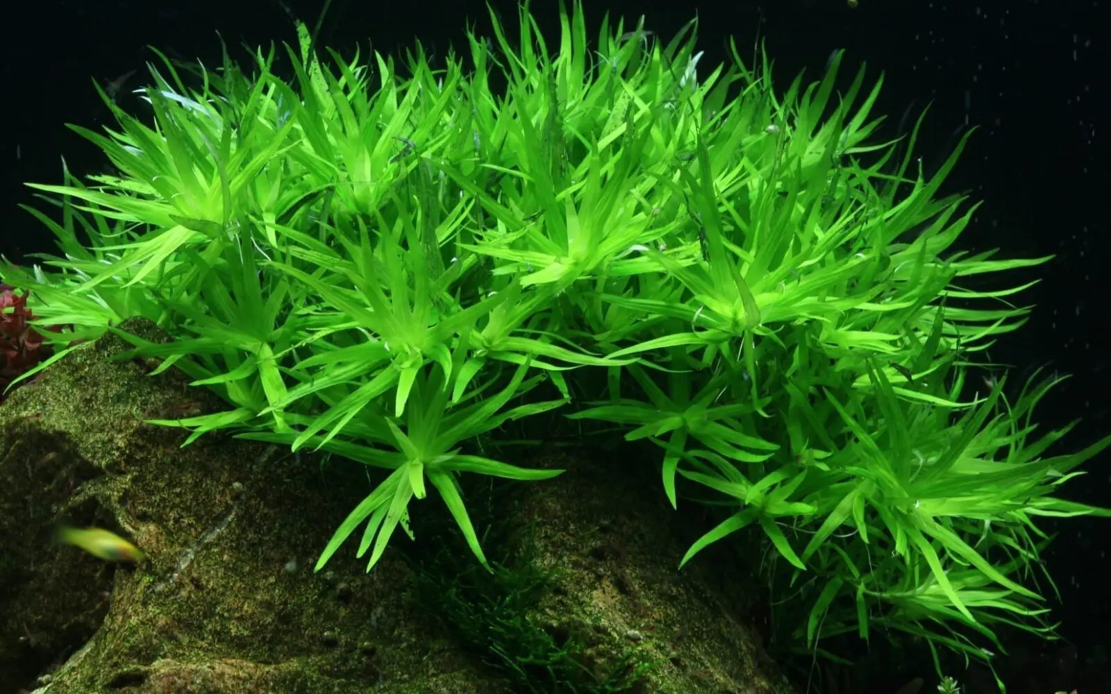 Heteranthera Zosterifolia ( 12Grow ) Online Aquarium plants UK