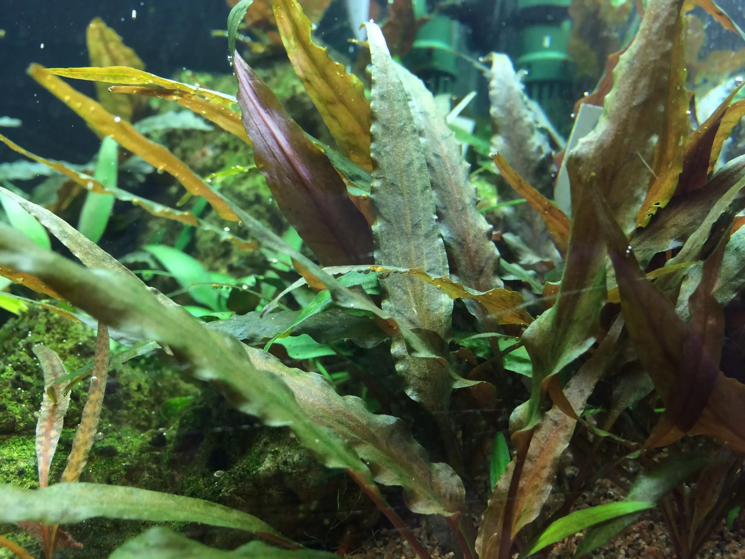 Cryptocoryne Undulatus 'Red' Broadleaf( 12Grow ) Online Aquarium