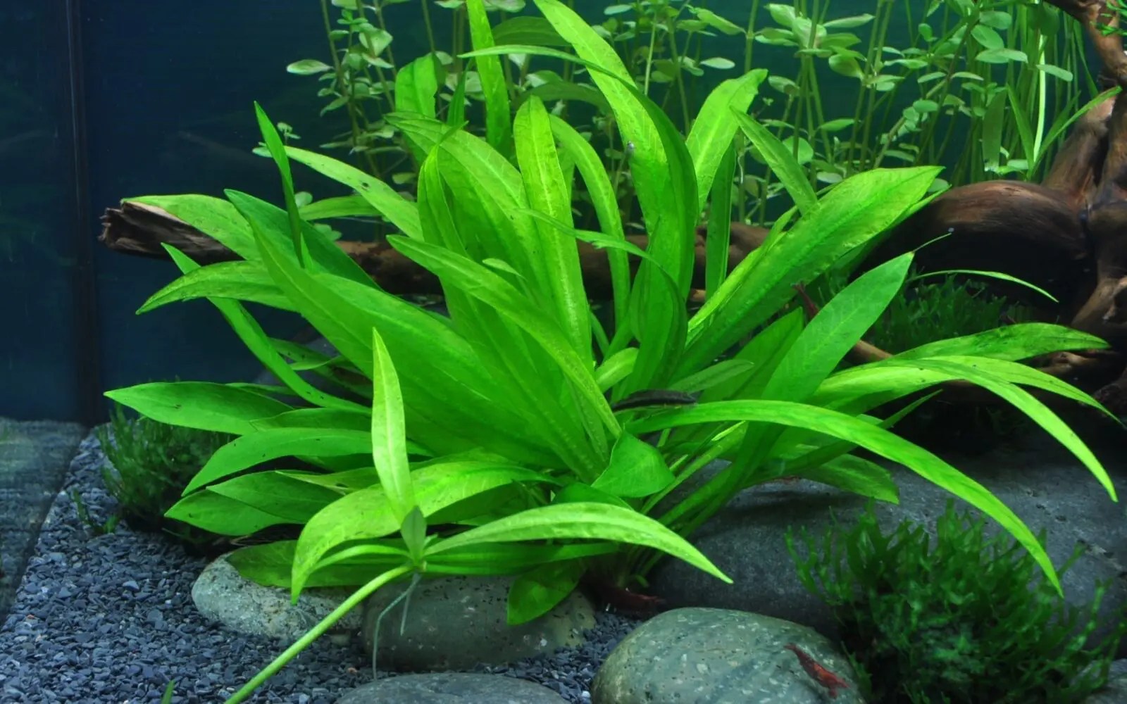 Helanthium Quadricostatus Online Aquarium plants UK Aquatic Plants