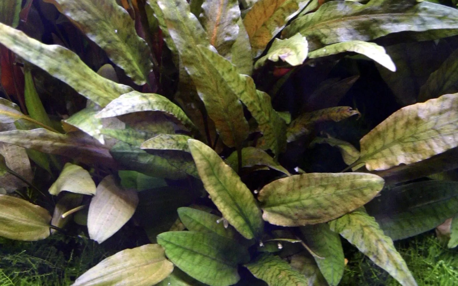 Potted Aquarium Plants UK Online Aquarium Potted Plants