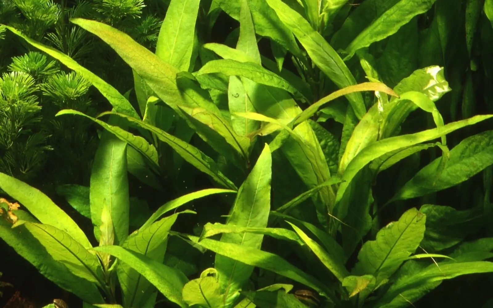 Hygrophila 'Siamensis Stricta' Online Aquarium plants UK Aquatic
