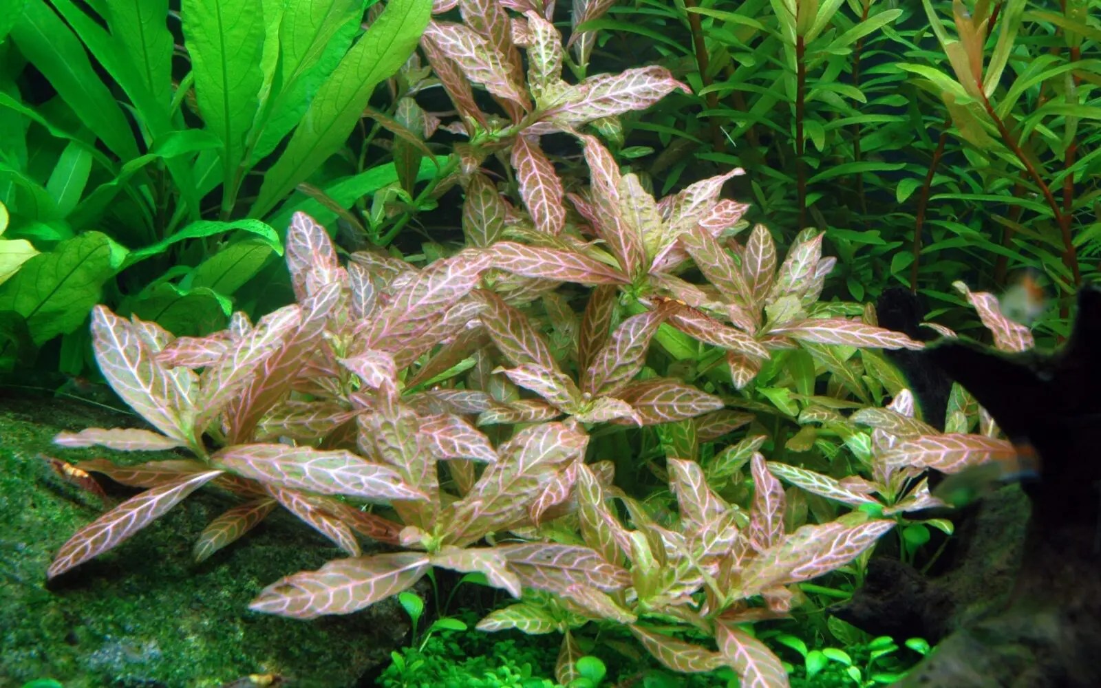 Hygrophila Polysperma 'Rosanervig' Online Aquarium plants UK
