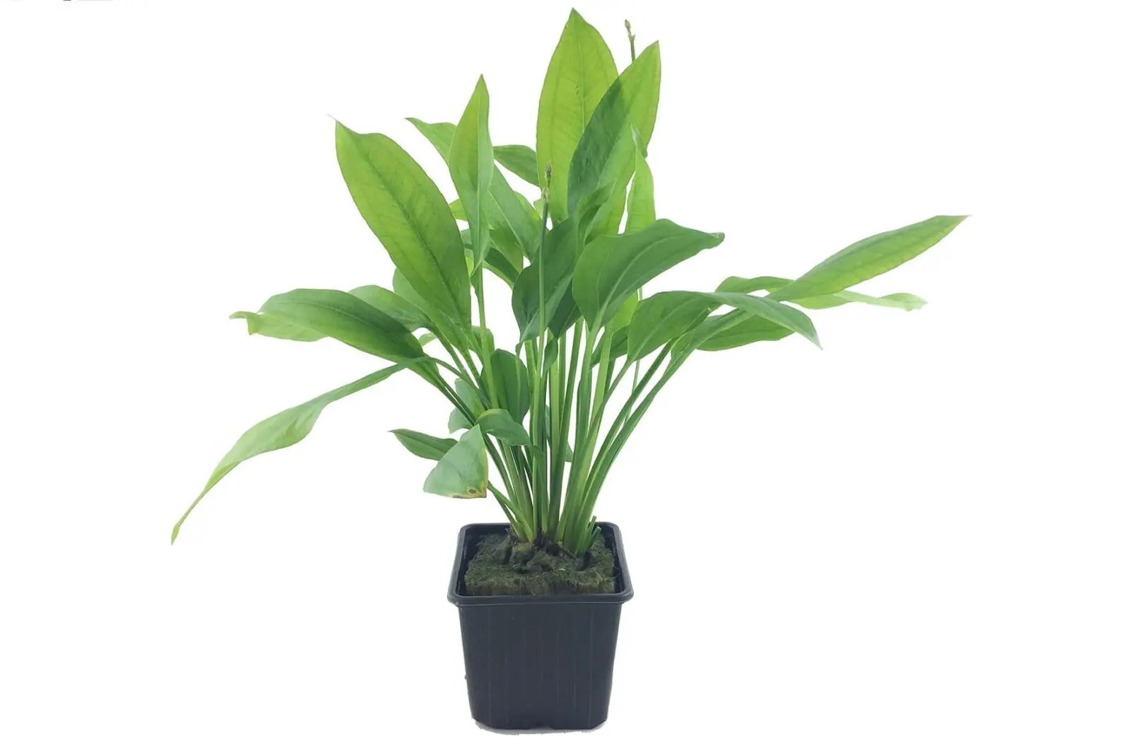 Aquarium Plants Online UK Aquatic Plants UK & Ireland