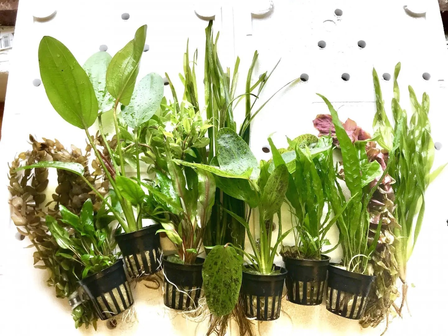 Java Premium Plant Collection for 36" Aquarium Online Aquarium plants