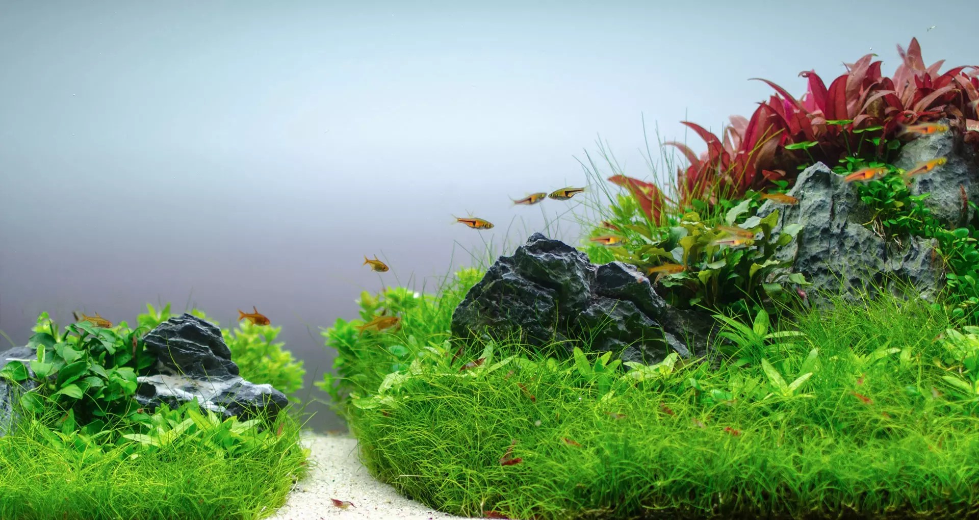 Aquarium Plants Online UK Aquatic Plants UK & Ireland