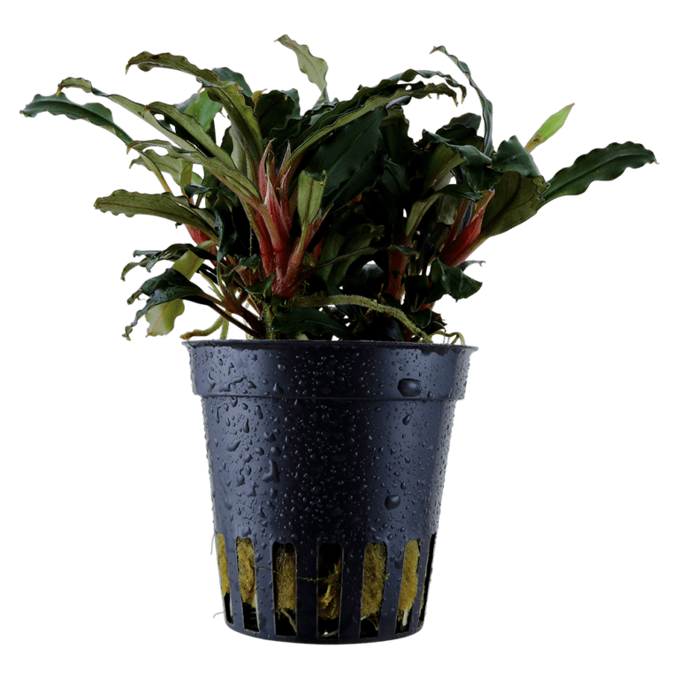 Pot Plants Online UK Java Plants
