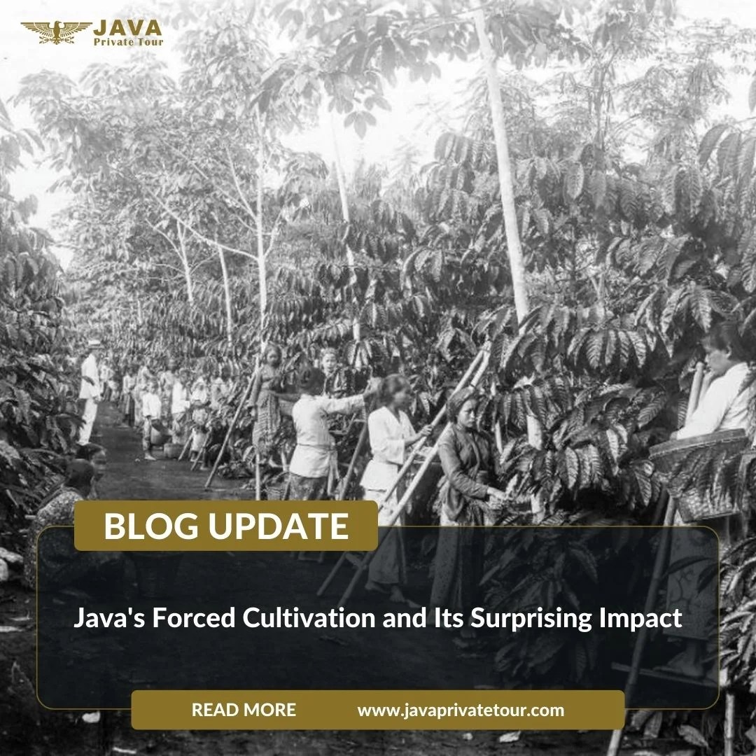 Java's Forced Cultivation and Its Surprising Impact(03)
