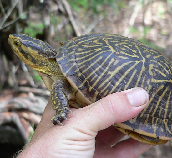 Amphibians Jacksonville Florida