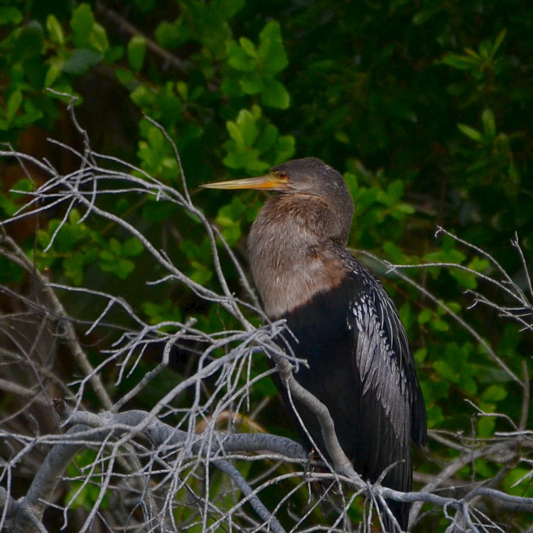 Birds Near Water Birding in Jacksonville with Thomas