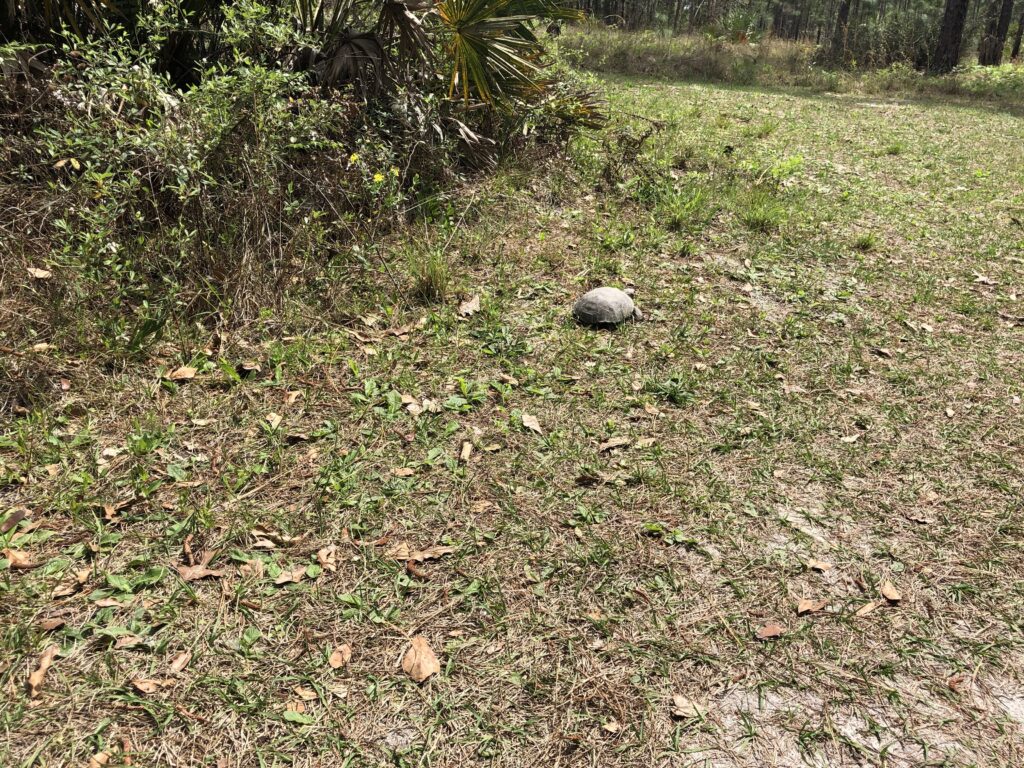 Julington Durbin Creek Preserve Jax Hikes