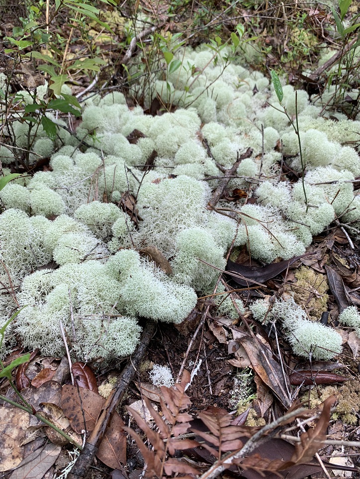 Hiking Trails Jacksonville, Florida Bogey Creek Preserve Jacksonville