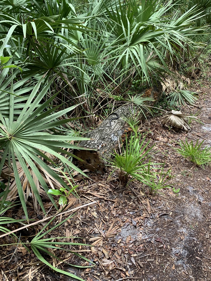 Hiking Trails Jacksonville, Florida Bogey Creek Preserve Jacksonville
