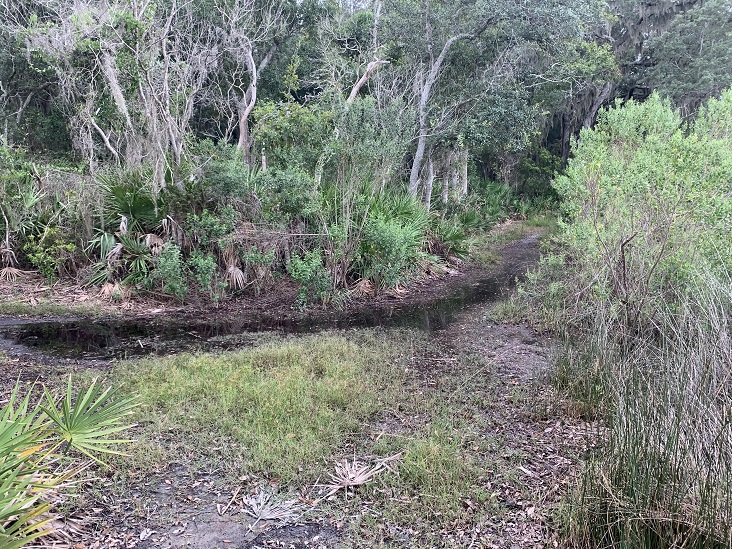 Hiking Trails Jacksonville, Florida Dutton Island Preserve II