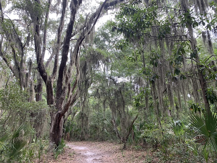 Hiking Trails Jacksonville, Florida Dutton Island Preserve II