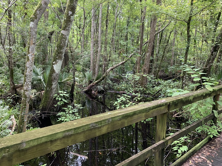 Hiking Trails Jacksonville, Florida Julington Durbin Creek Preserve