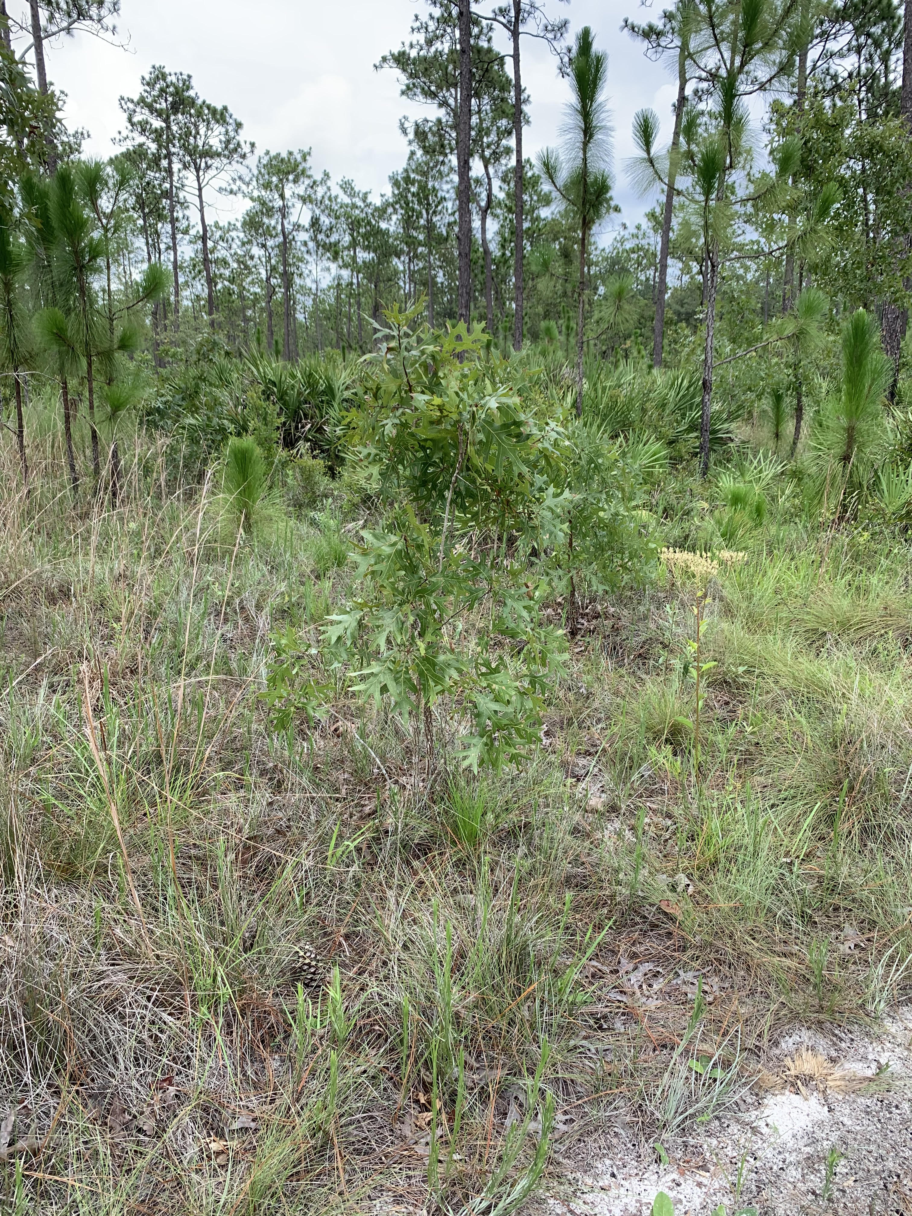 Hiking Trails Jacksonville, Florida Julington Durbin Creek Preserve