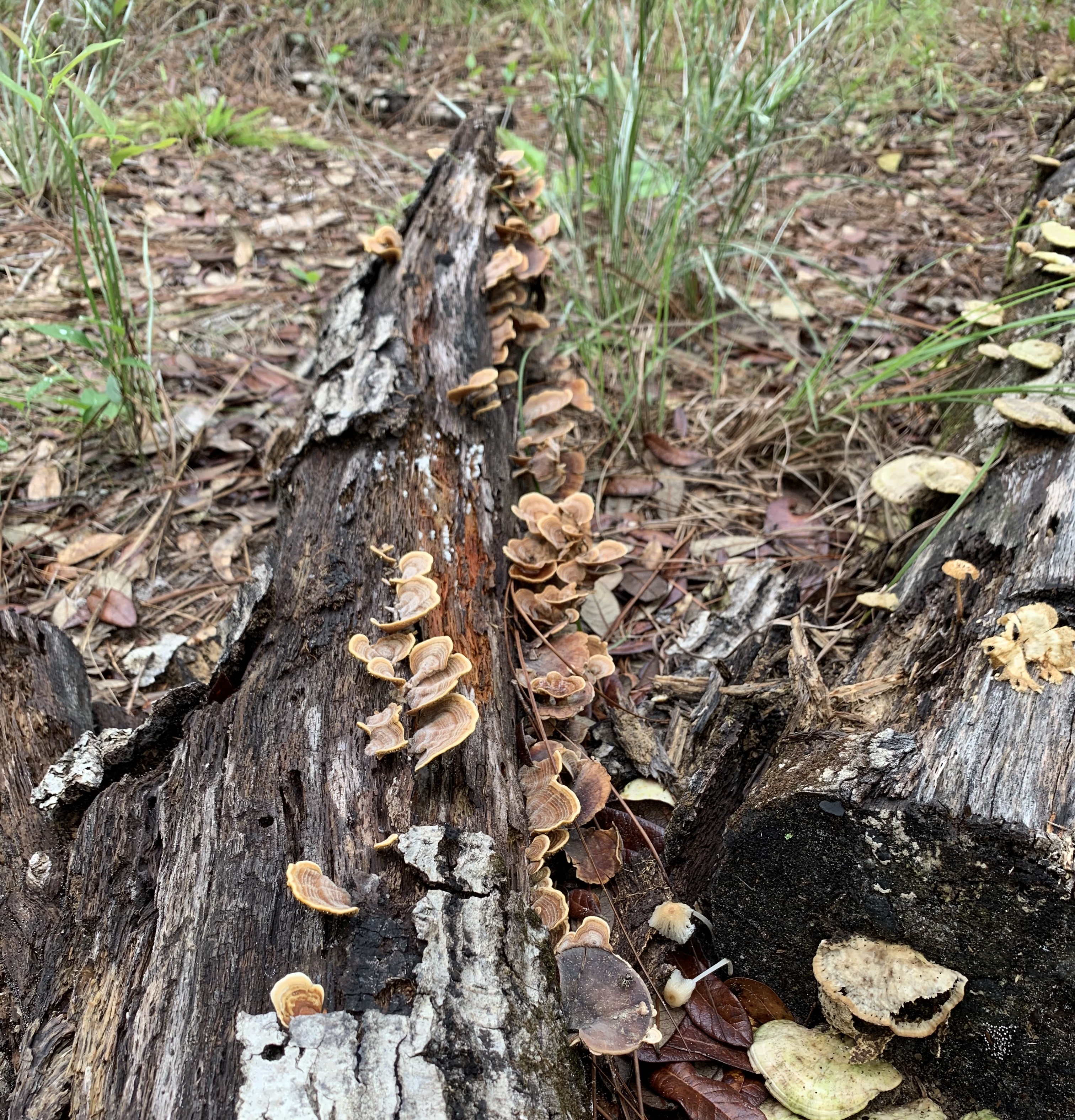Hiking Trails Jacksonville, Florida Julington Durbin Creek Preserve