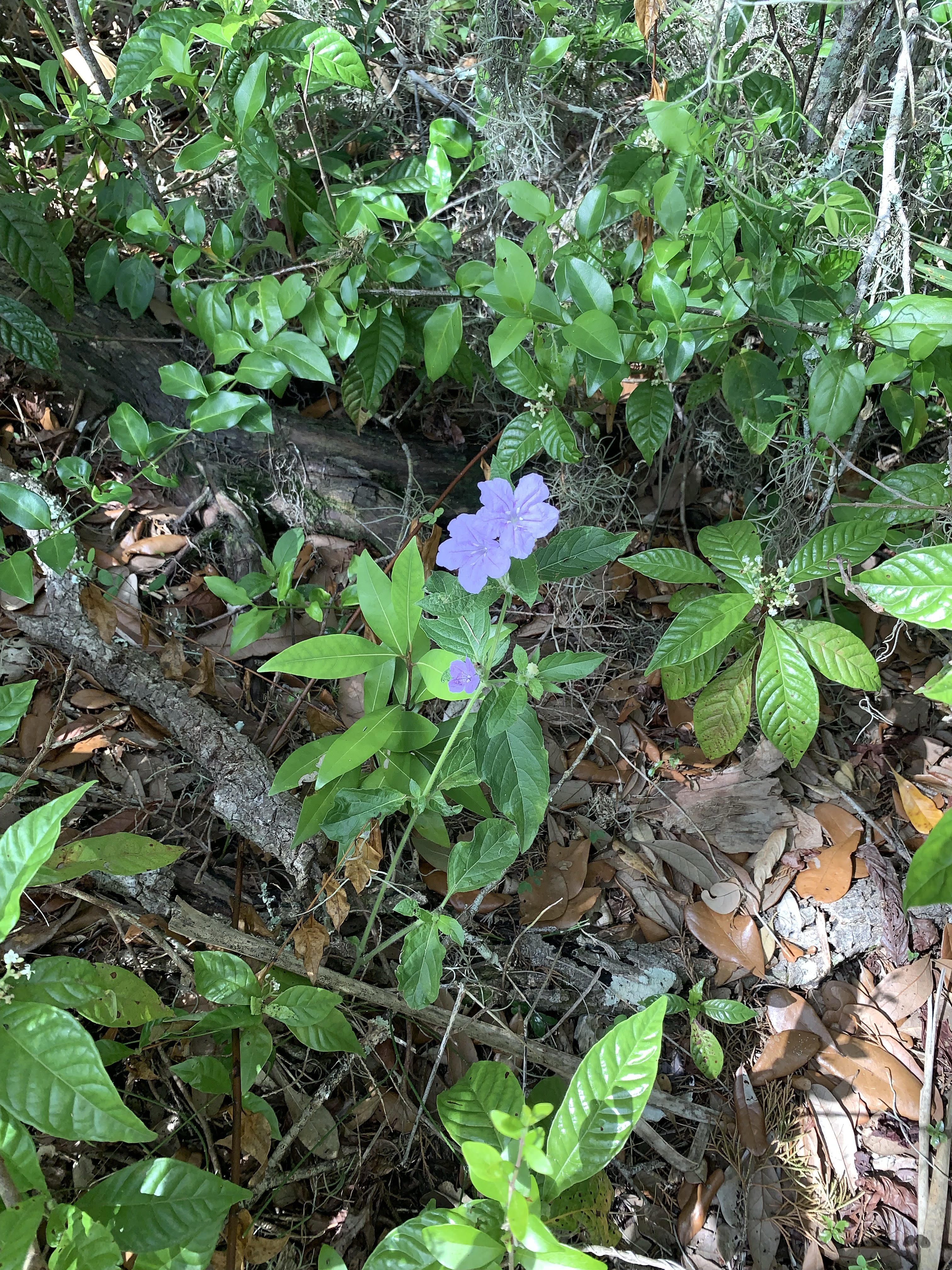 Hiking Trails Jacksonville, Florida Spanish Pond Jacksonville