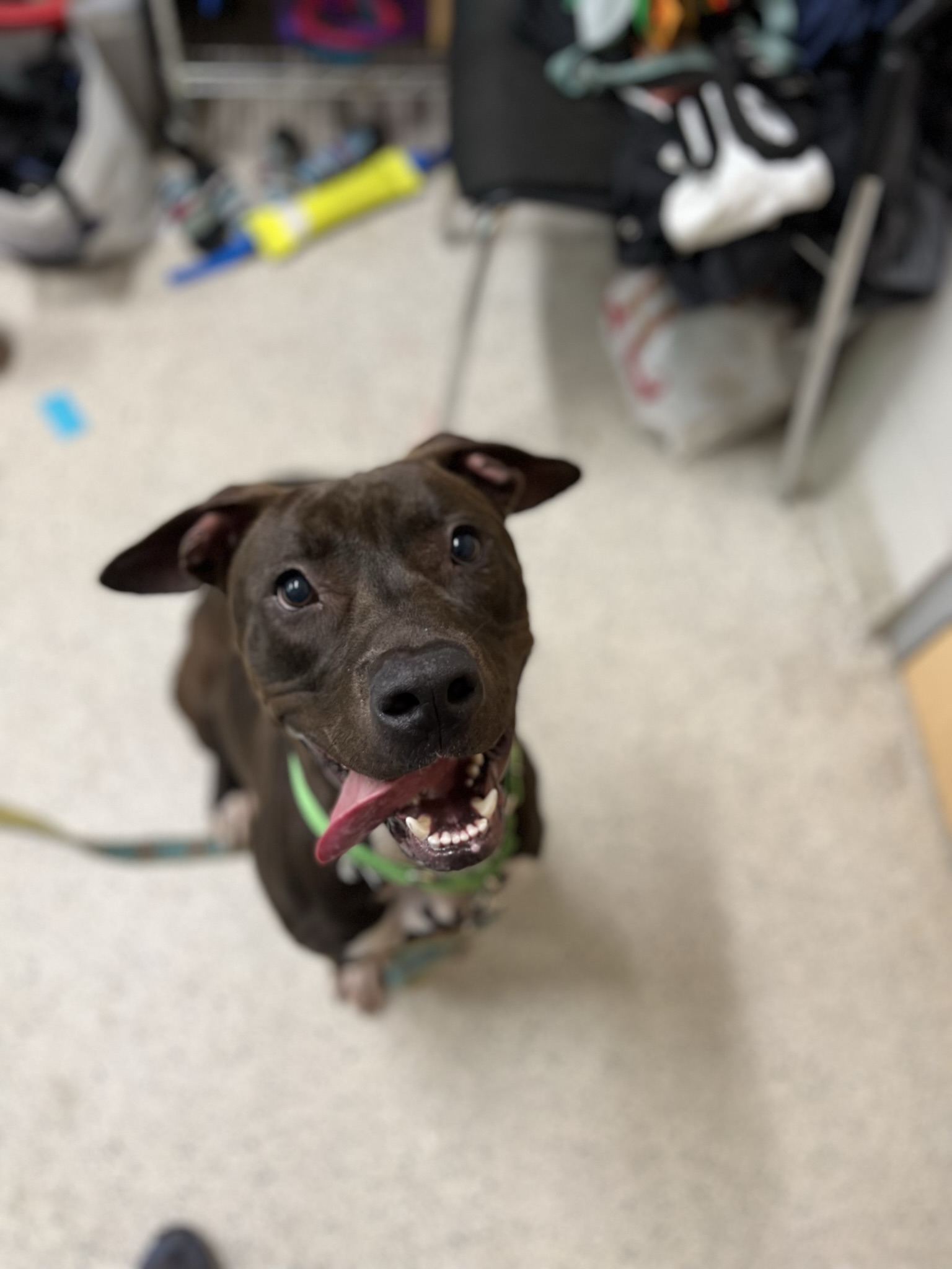 June 2022 Pets of the Month Meatloaf + Chess Jacksonville Humane Society