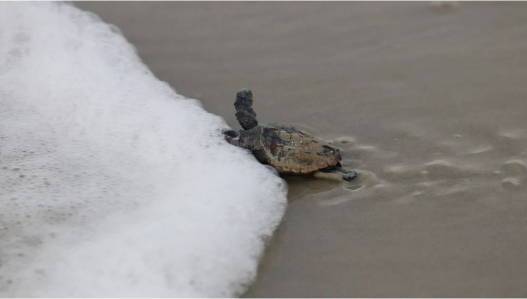 It’s a record year for sea turtles at Naval Station Mayport