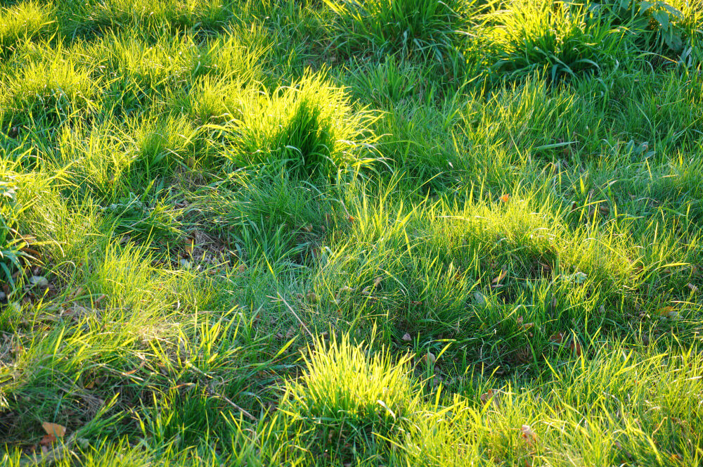 How To Deal With a Patchy Lawn