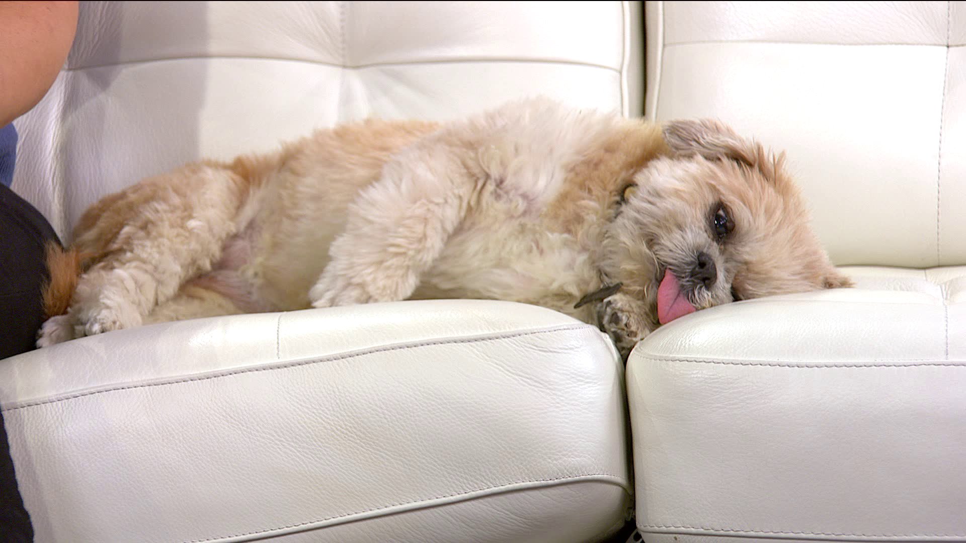 A “Smart” Natural Remedy To Dog Anxiety