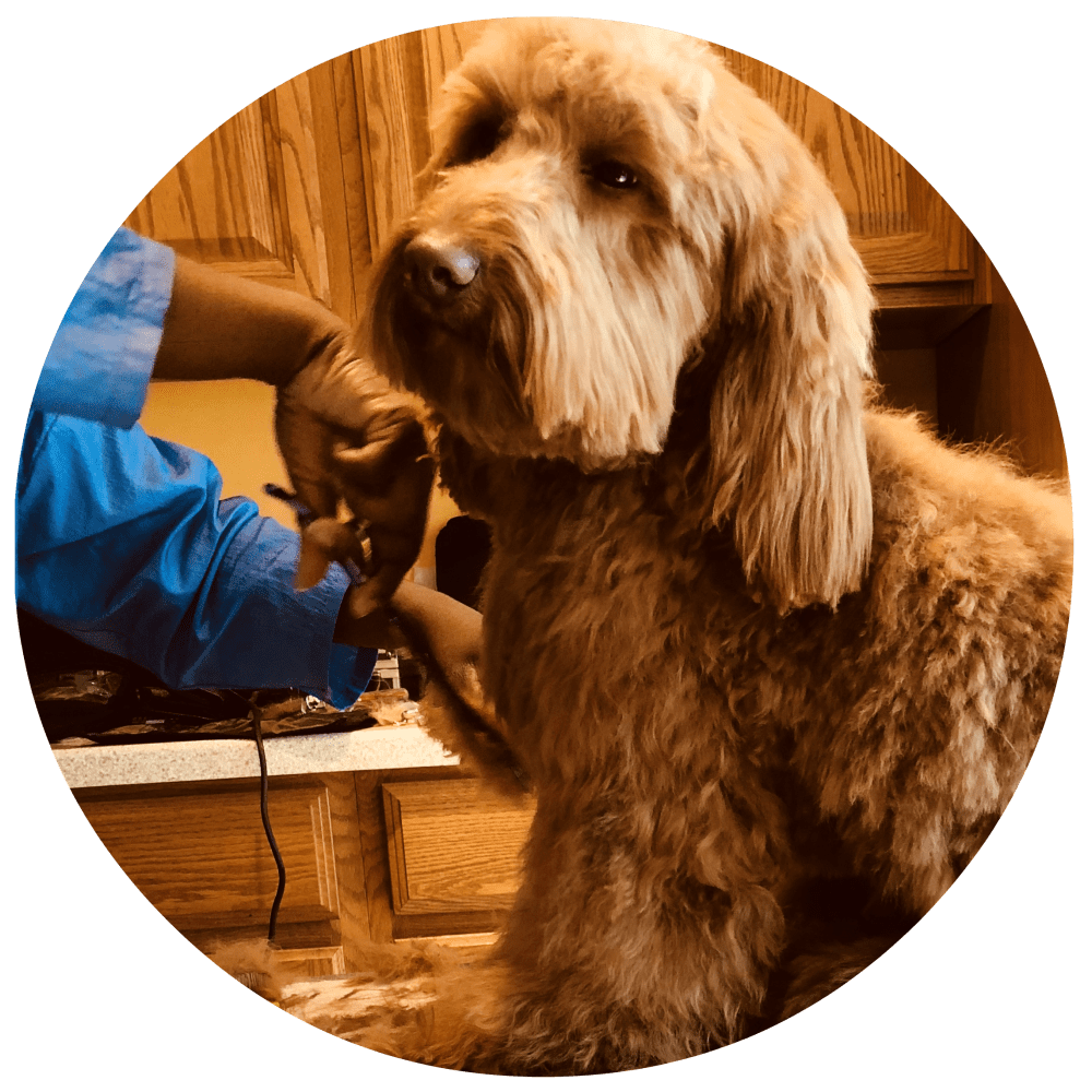 Services JayDee Pets