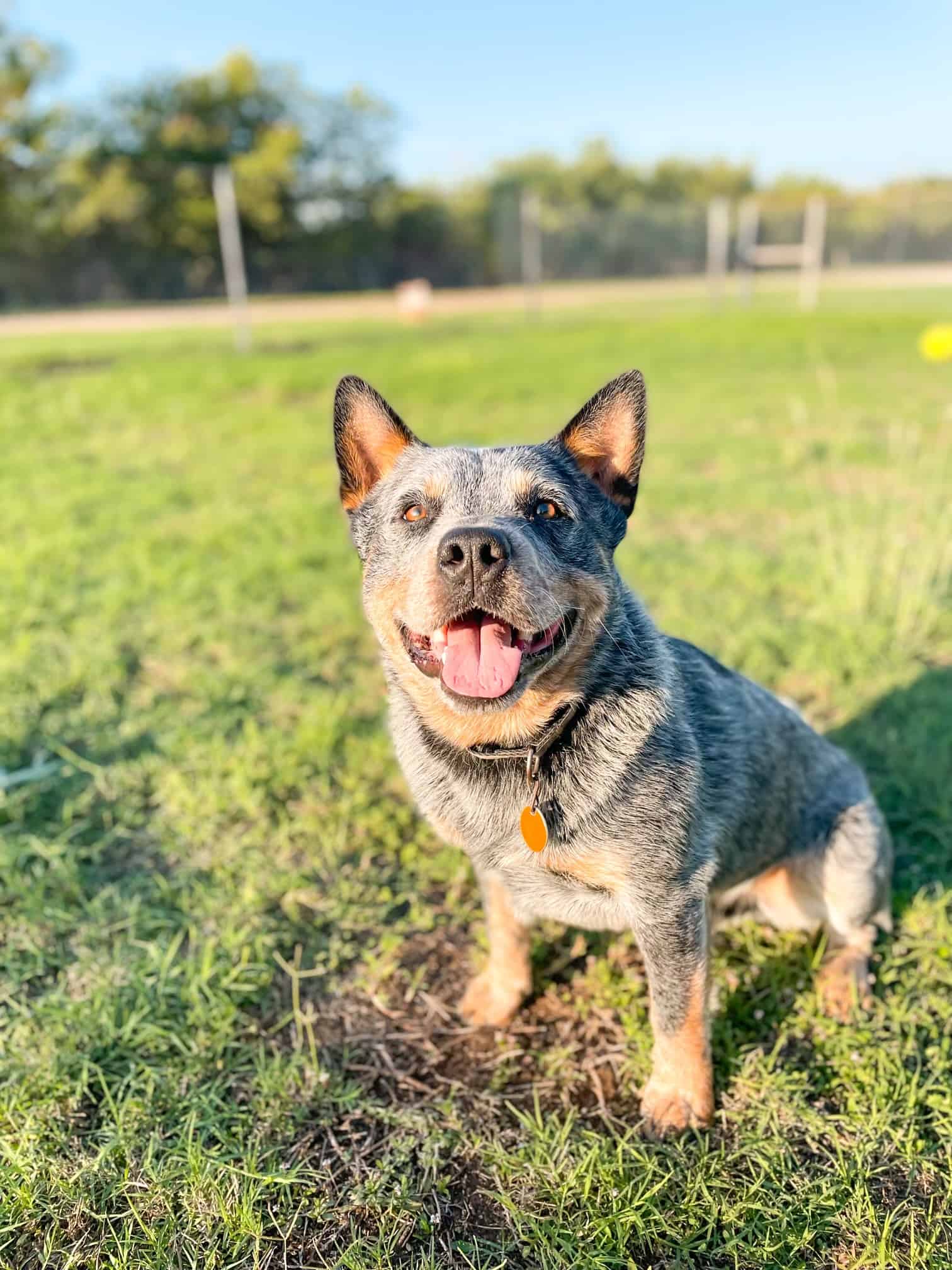 Jayden's Pet Sitting Lubbock, TX