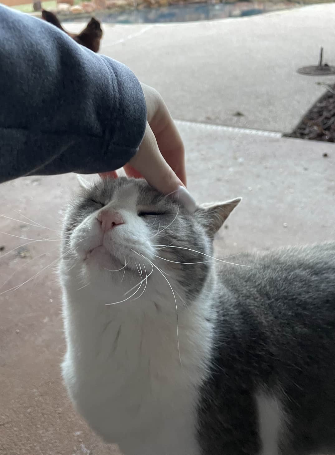 Jayden's Pet Sitting Lubbock, TX