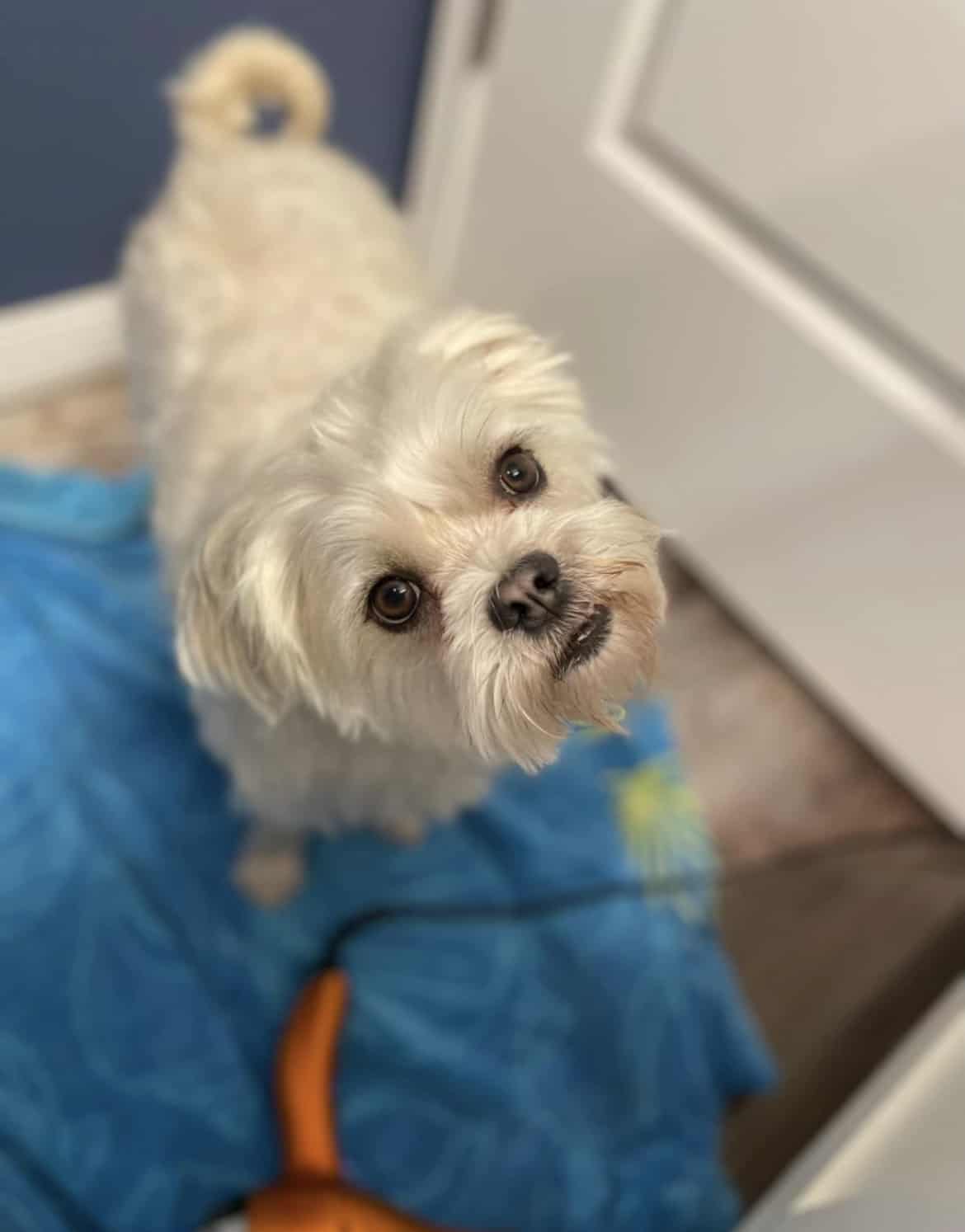 Jayden's Pet Sitting Lubbock, TX